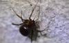 Steatoda grossa